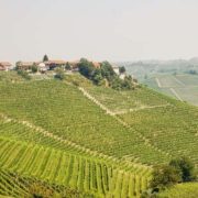 Piemonte, Barbera wijnen, Arneis wijn, Nebbiolo