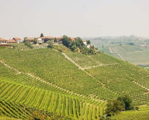 Piemonte, Barbera wijnen, Arneis wijn, Nebbiolo